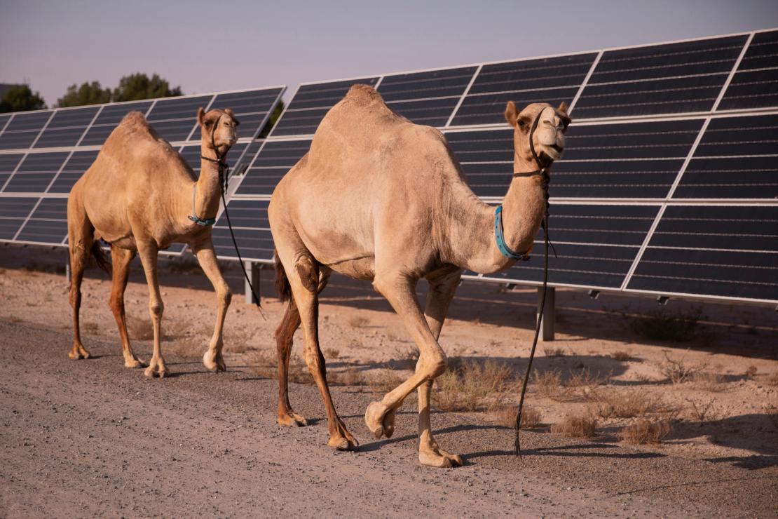 Camelicious, the first solar-powered camel milking farm